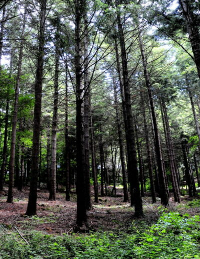 Bosque - Masía Mascarbó